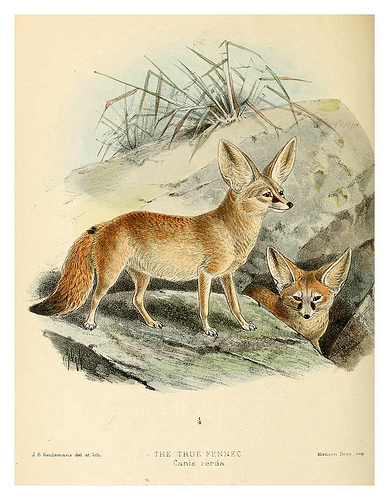 Lithograph of two Sahara Foxes (Fennecs)